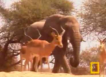 Elefant och impala