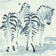 Zebras in shadow