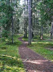 Path in the forest